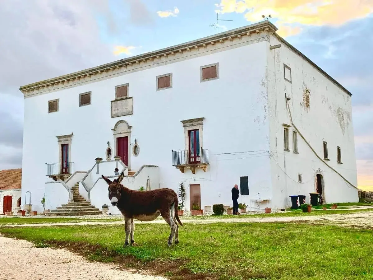 Masseria Murgia Albanese, campagna di Noci